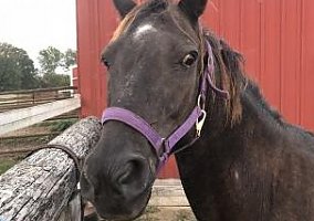 Quarter Horse for Sale Cadette
