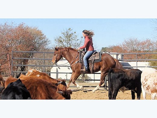 Quarter Horse for Sale