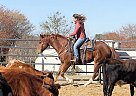 Quarter Horse - Horse for Sale in Casper, WY 82609 Quarter Horse - Horse for Sale in Casper, WY 82609