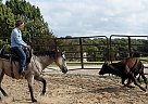 Quarter Horse - Horse for Sale in Milwaukee, WI 53226 Quarter Horse - Horse for Sale in Milwaukee, WI 53226