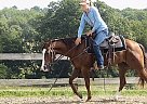 Quarter Horse - Horse for Sale in Milwaukee, WI 53226 Quarter Horse - Horse for Sale in Milwaukee, WI 53226