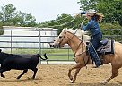 Quarter Horse - Horse for Sale in Milwaukee, WI 53226 Quarter Horse - Horse for Sale in Milwaukee, WI 53226