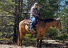 Quarter Horse - Horse for Sale in Milwaukee, WI 53226 Quarter Horse - Horse for Sale in Milwaukee, WI 53226