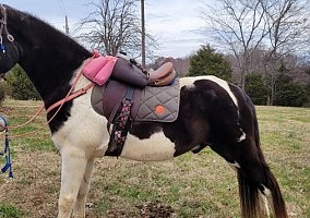 Tennessee Walking (Tennessee Walking, Gelding) in Nashville, TN