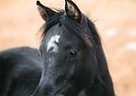 Arabian - Horse for Sale in Hinje, 8362 Arabian - Horse for Sale in Hinje, 8362