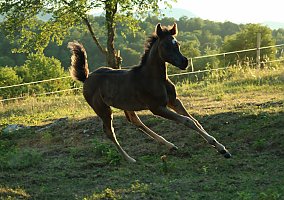 Arabian (Arabian, Mare)