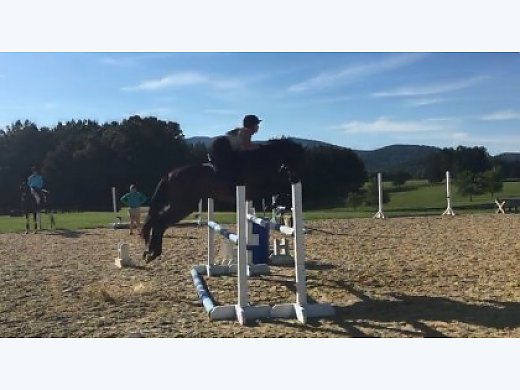 Sweet 8 Year old 15.2hh bay OTTB