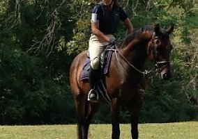 Thoroughbred (Thoroughbred, Gelding) in Charlottesville, VA