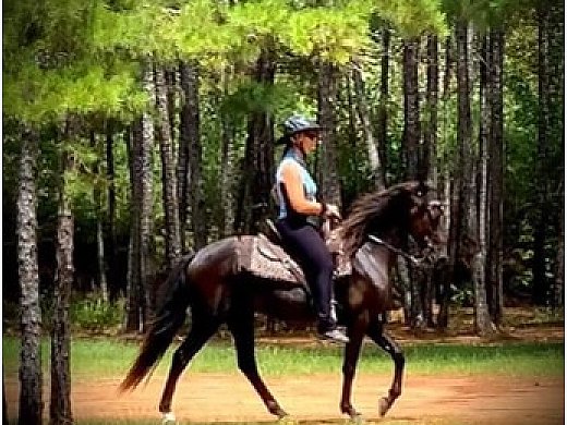 TWH Mare