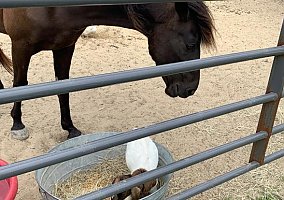 Tennessee Walking (Tennessee Walking, Mare) in Batson, TX