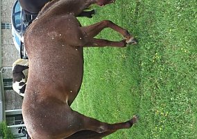 Valentine (Quarter Horse, Mare) in Flora, MS