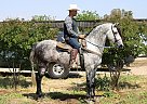 Andalusian - Horse for Sale in , CA 93307