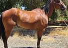 Quarter Horse - Horse for Sale in Mountain Mesa, CA 93240