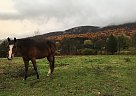 Buddy - Gelding in Stroudsburg, PA Buddy - Gelding in Stroudsburg, PA