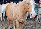 Quarter Horse - Horse for Sale in , GA 30728