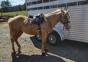 Quarter Horse (Quarter Horse, Mare) in GA