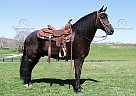 Scooter - Gelding in Mt. Vernon, KY Scooter - Gelding in Mt. Vernon, KY