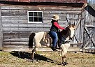Memphis - Gelding in Gillsville, GA Memphis - Gelding in Gillsville, GA