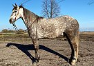 Mister - Gelding in Le Sueur, MN Mister - Gelding in Le Sueur, MN