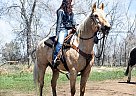 Dusty - Gelding in Wellington, CO Dusty - Gelding in Wellington, CO