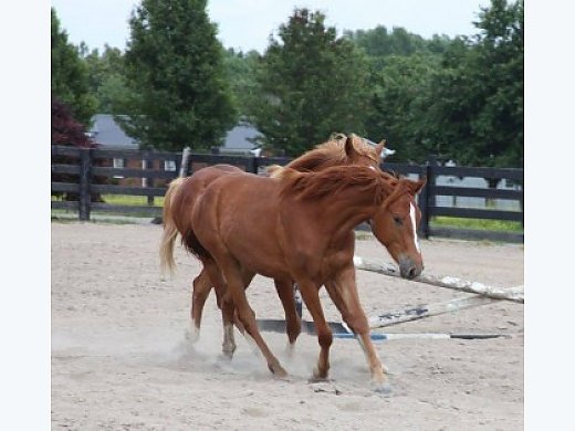 Dressage and Eventers Lovers Dream Mount!