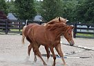 Quarter Horse - Horse for Sale in Crab Orchard, KY 40419 Quarter Horse - Horse for Sale in Crab Orchard, KY 40419