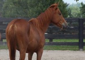 Quarter Horse (Quarter Horse, Mare) in Crab Orchard, KY