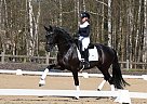 Hanoverian - Horse for Sale in Bedford, NY 10506