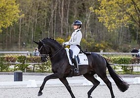 Hanoverian (Hanoverian, Gelding) in Bedford, NY