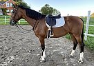 Dutch Warmblood - Horse for Sale in EdenValley, ON l0l2k0