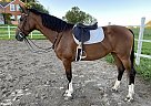 Dutch Warmblood - Horse for Sale in EdenValley, ON l0l2k0 Dutch Warmblood - Horse for Sale in EdenValley, ON l0l2k0