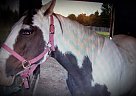 Gracie - Mare in Orient, OH Gracie - Mare in Orient, OH