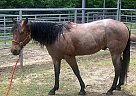 Other - Horse for Sale in Mineola, TX 75773
