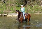Tucker - Gelding in Collinsville, IL Tucker - Gelding in Collinsville, IL