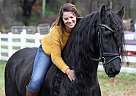 Friesian - Horse for Sale in Richardson, TX 75081