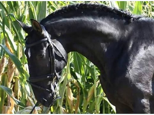 Lusitano