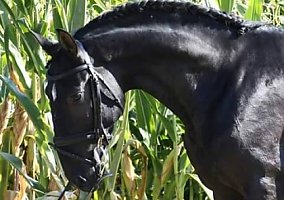 Lusitano Lusitano Stallion