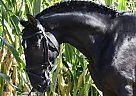 Lusitano - Horse for Sale in Lisbon, 2830 Lusitano - Horse for Sale in Lisbon, 2830