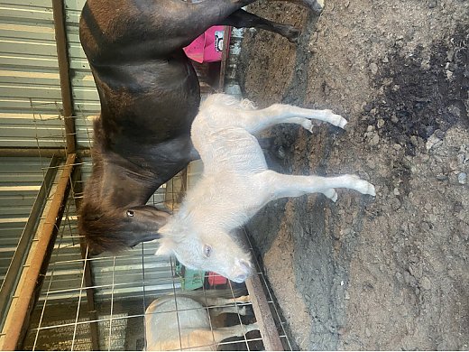 Miniature Horse, Mama and Baby