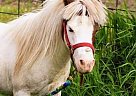 Junior - Stallion in Conrad, IA Junior - Stallion in Conrad, IA