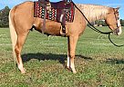 Goldenboy - Gelding in Martinsville, VA Goldenboy - Gelding in Martinsville, VA
