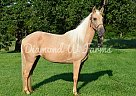 Breeze - Mare in Parkhills, MO Breeze - Mare in Parkhills, MO