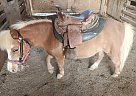 Miniature - Horse for Sale in Burlington, WV 26710 Miniature - Horse for Sale in Burlington, WV 26710
