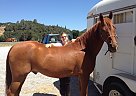 Zeke - Gelding in Pilot Hill, CA Zeke - Gelding in Pilot Hill, CA