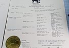 Morgan - Horse for Sale in Locust Grove, VA 22508 Morgan - Horse for Sale in Locust Grove, VA 22508