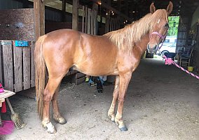 Morgan (Morgan, Stallion) in Locust Grove, VA