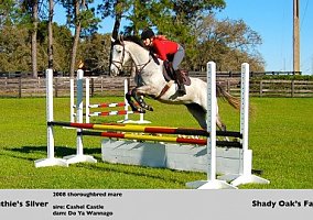 Thoroughbred (Thoroughbred, Mare) in Reddick, FL