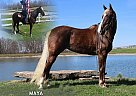 Tennessee Walking - Horse for Sale in UNION, KY 41091
