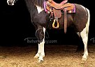 Mac - Gelding in parkers lake, KY Mac - Gelding in parkers lake, KY
