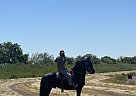 Friesian - Horse for Sale in West Sacramento, CA 95691 Friesian - Horse for Sale in West Sacramento, CA 95691